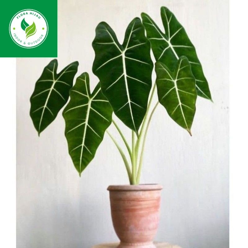 ~ ( BISA COD ) Tanaman Hias Jenis Keladi - Caladium / Bunga Hias Keladi Tanaman Indoor Kelady / Tana