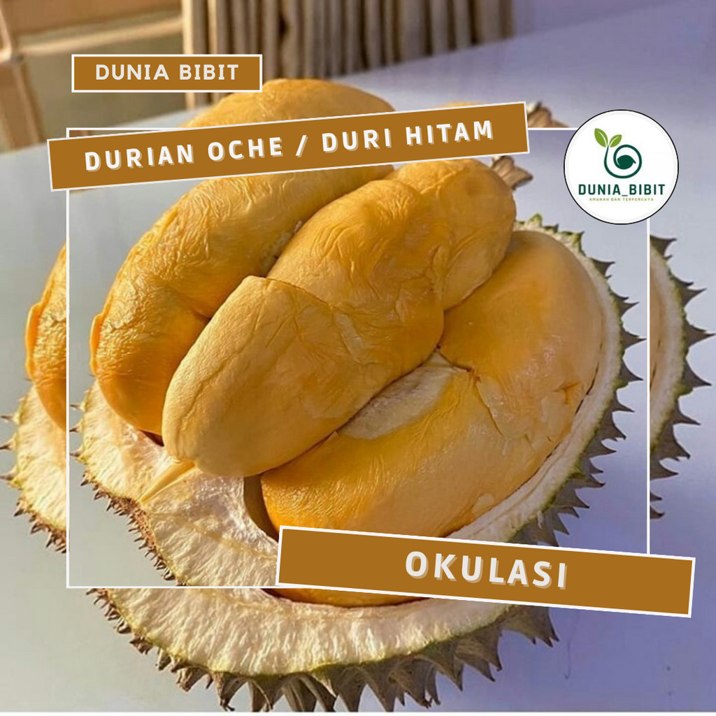 Bibit Durian Duri Hitam / bibit durian Ochee hasil okulasi