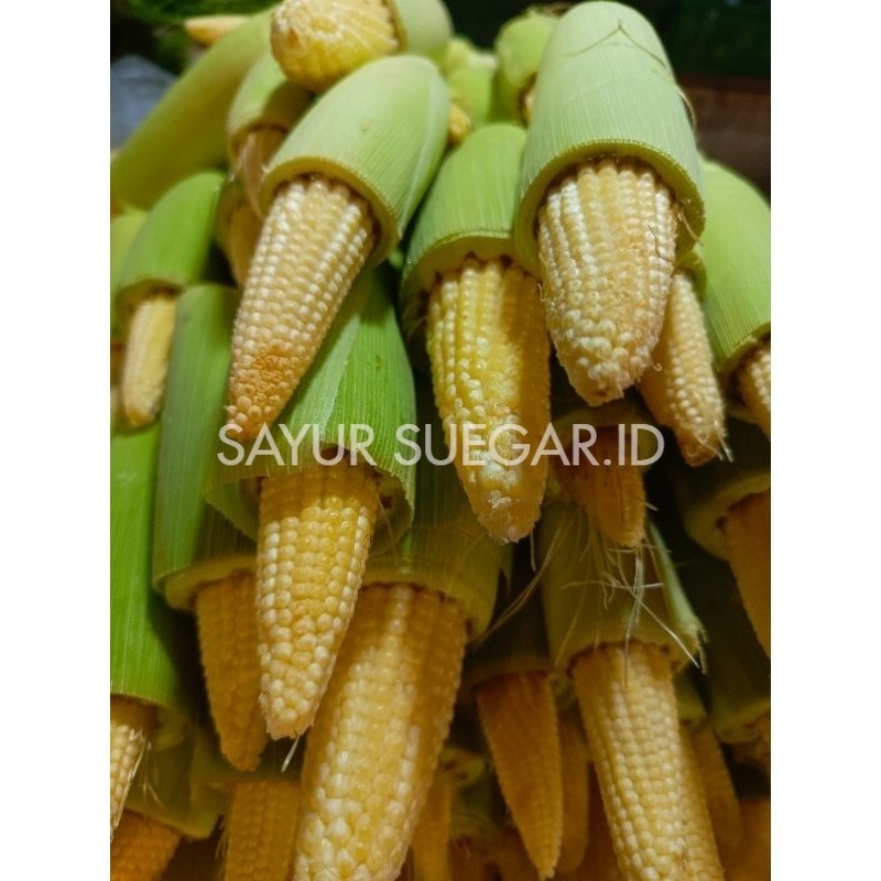 

sayur putren / jagung acar 1 kg