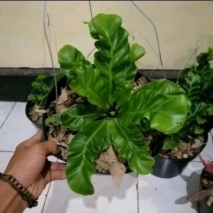 

-> neww Tanaman hias kandaka lagsana - kandaka lagsana