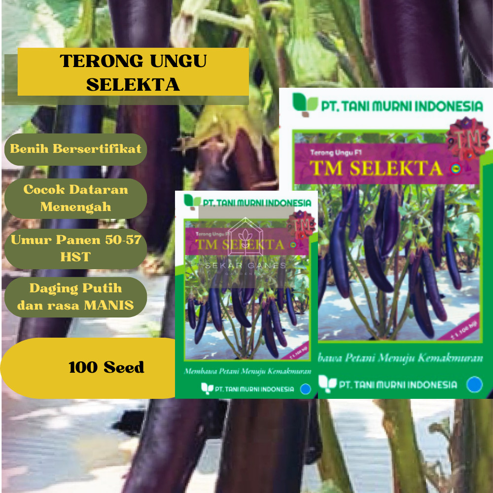 BIJI BENIH KUAT TERONG Ungu Manis Kemasan Repack 100 Bibit TM Selekta ORI Terung Spartan Eggplant Ta