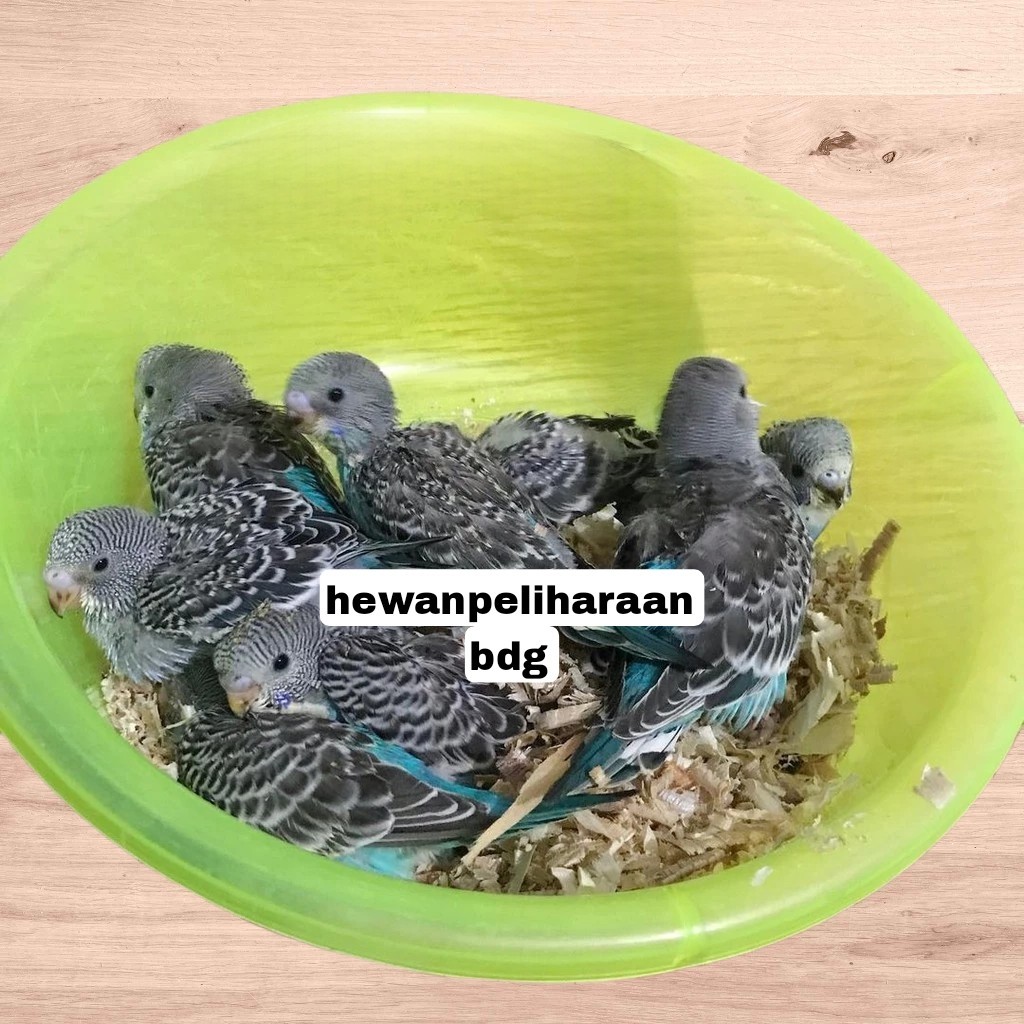 anak burung parkit biru lolohan | burung parkit | lolohan burung