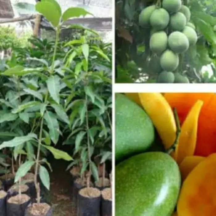 Bibit mangga okulasi mangga manalagi [Okulasi Cocok Di Pot]