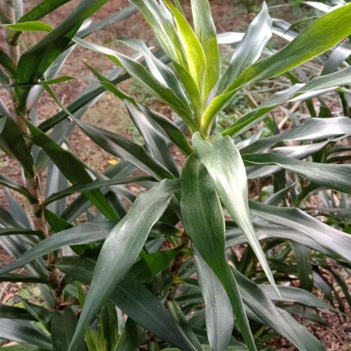 

Belanja disini Daun Pandan Suji Segar Fresh