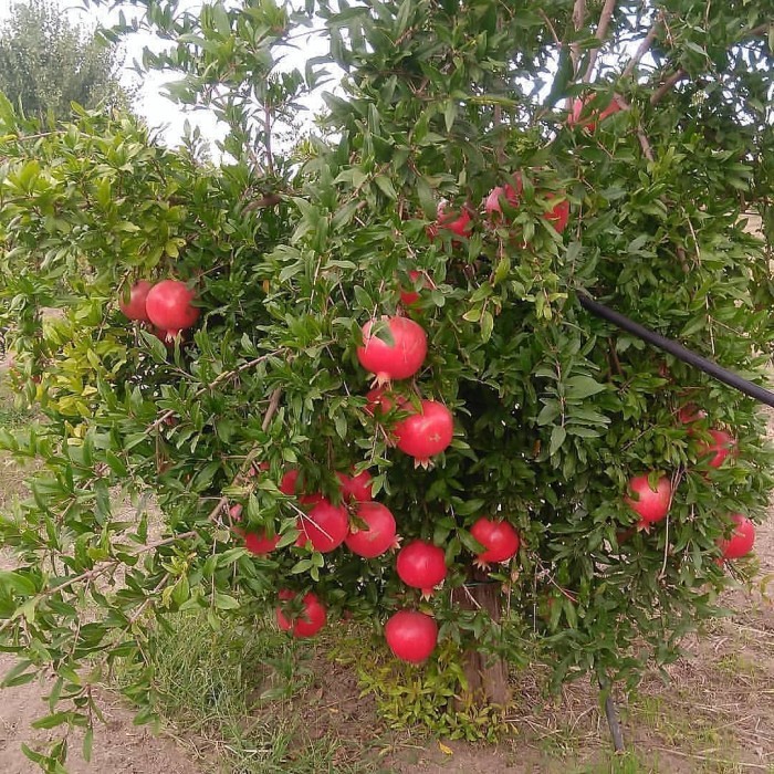 bibit delima merah biji lunak