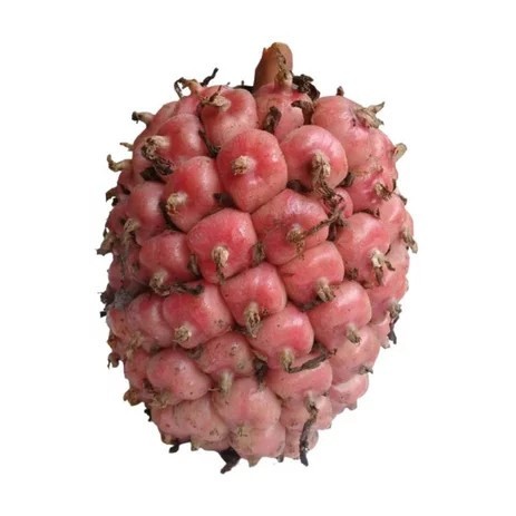 

Belanja disini Promo Buah Honje Kecombrang Segar 1 Kg Petik Kirim Cocok Untuk Rujak & Bumbu