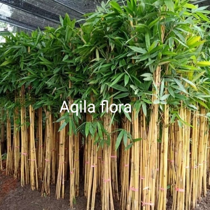 tanaman hias bambu kuning/bambu panda/bambu hiasan/bambu pagar