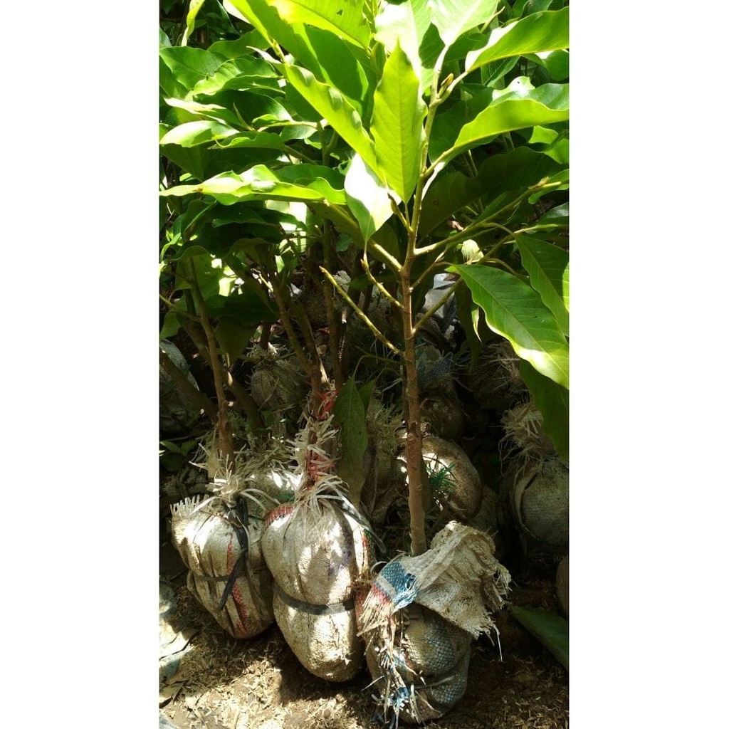 Bibit Tanaman Bunga Kantil