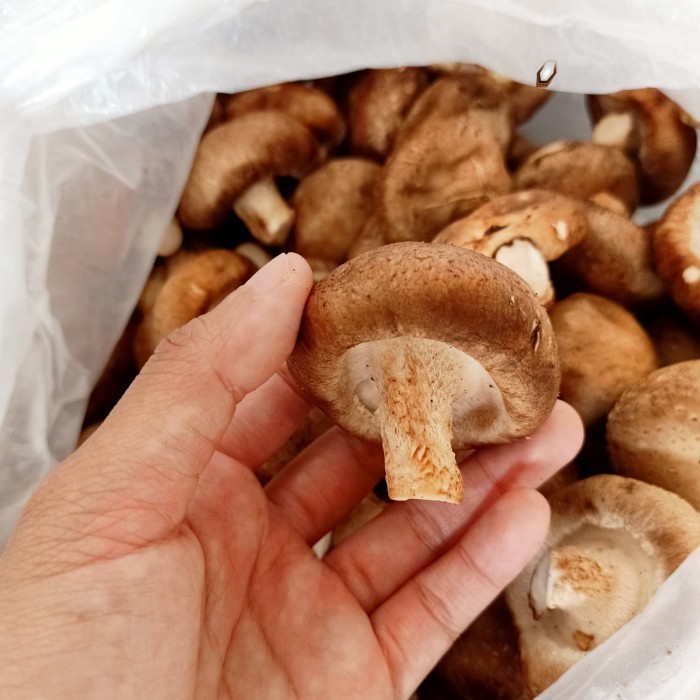 

Jamur Shitake Basah 1kg - 500 gram