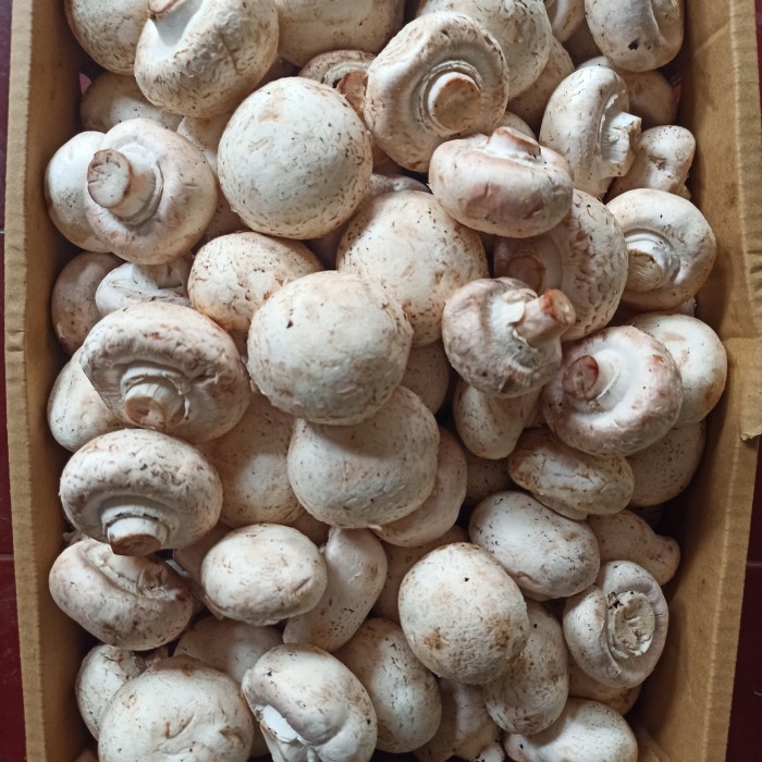 

Jamur Kancing Segar Champignon 1 Kg - 500 gram