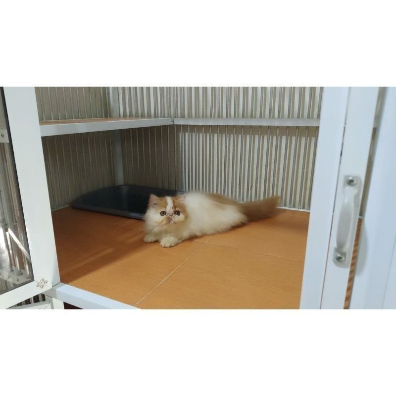 Kucing kitten Peaknose Betina