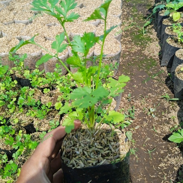Tanaman Bibit KETUMBAR - Tanaman Daun Rempah Ketumbar - Cilantro