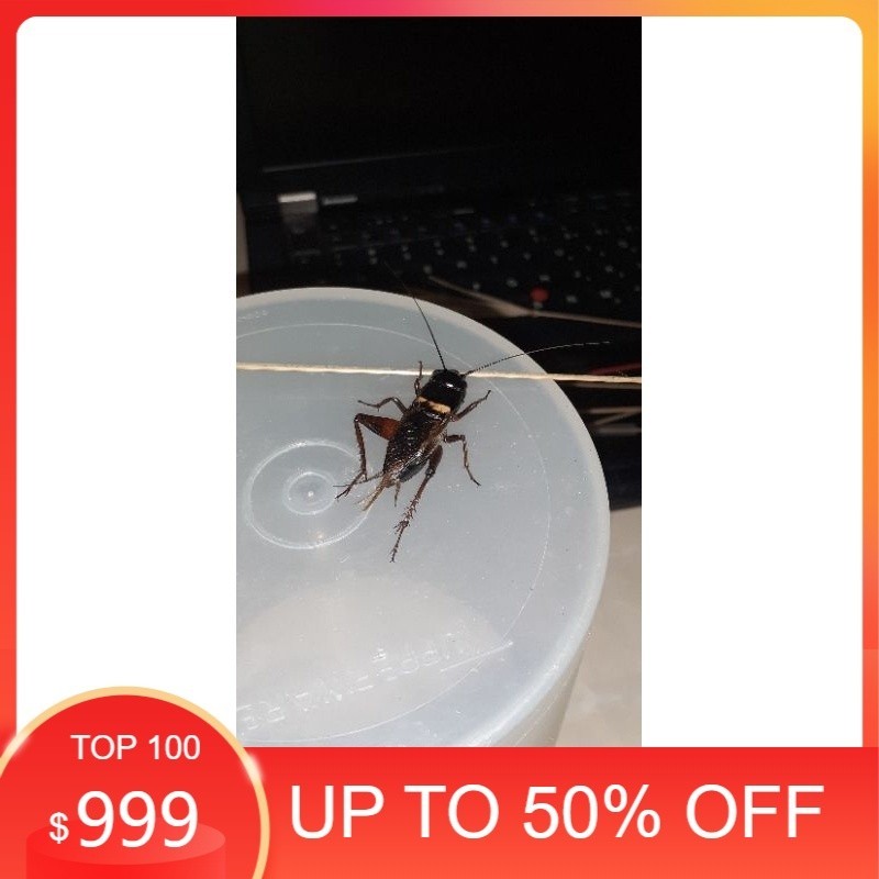 jangkrik kalung masteran