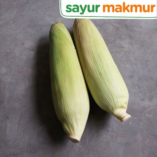 

Jagung Manis Kulit Konvensional 1 kg Sayurmakmur