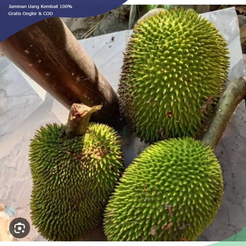 

Kelewih Buah Sayur Klewih 1 Buah Murah Obat Herbal