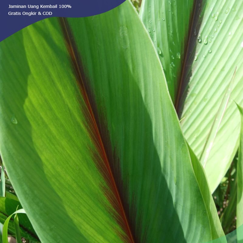 

Daun Kunyit Putih Fres 500 Gram