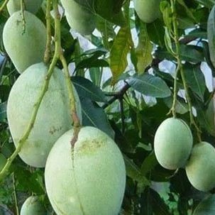 Bibit Tanaman Buah Mangga Gadung