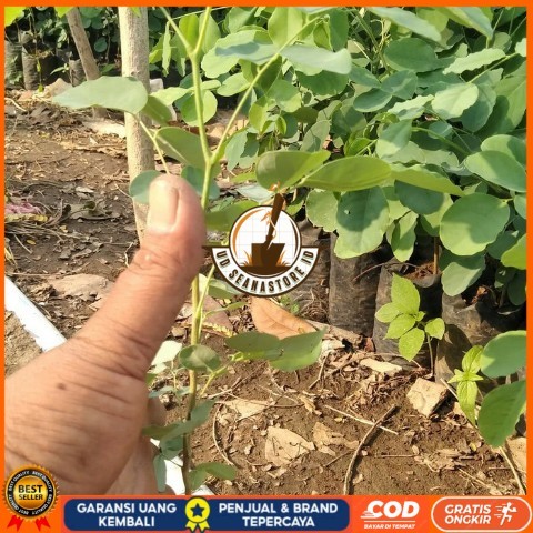 Bibit Tanaman Pohon Sonokeling, Kayu Sonokeling Bibit Tanaman Super Unggul UD SEANASTORE ID
