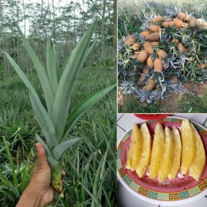 bibit nanas madu jumbo