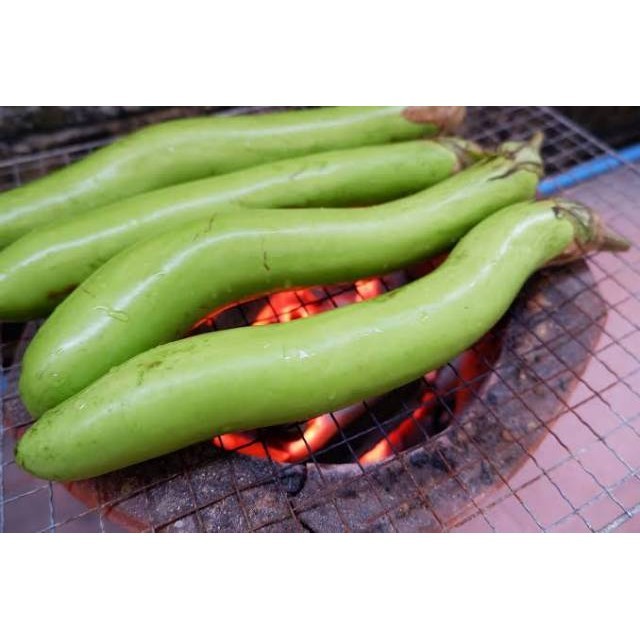 25 Biji - Benih Terong HIJAU KUAT F1, buah panjang tahan virus