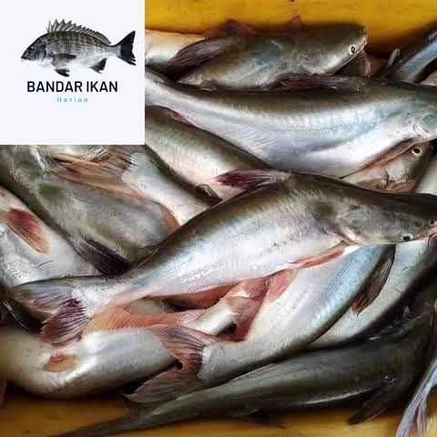 

Ikan Patin Merah Segar Fresh Dan Berkualitas