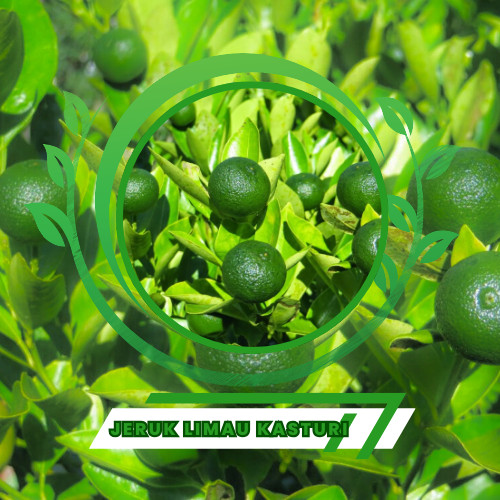 Bibit Jeruk Limau/jeruk sambal jeruk sambal atau jeruk limau