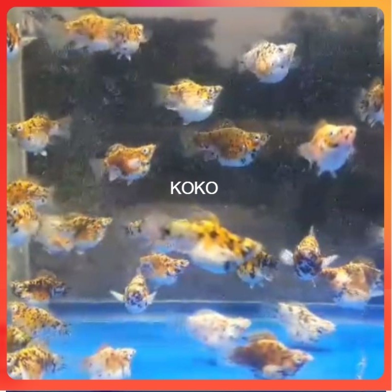 molly balon Calico merpati rountail