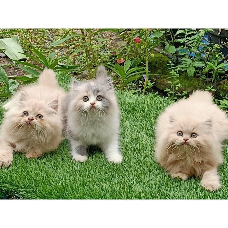 Kucing kitten Persia super longhair