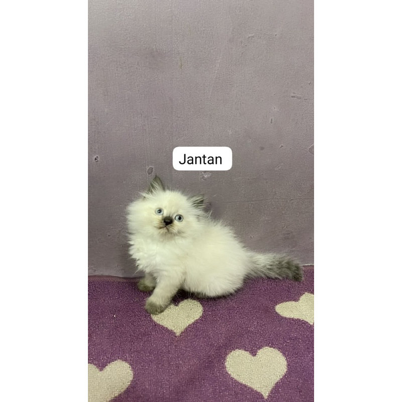 Promo diskon 65% kucing persia himalaya regdoll