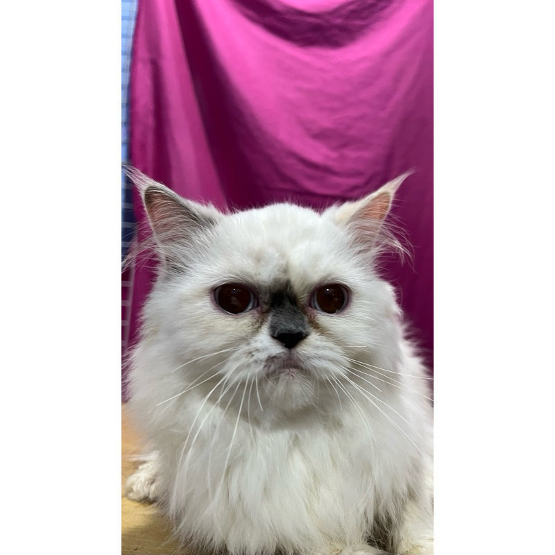 Kitten Kucing persia himalaya flatnose bigbone bulu kapas super