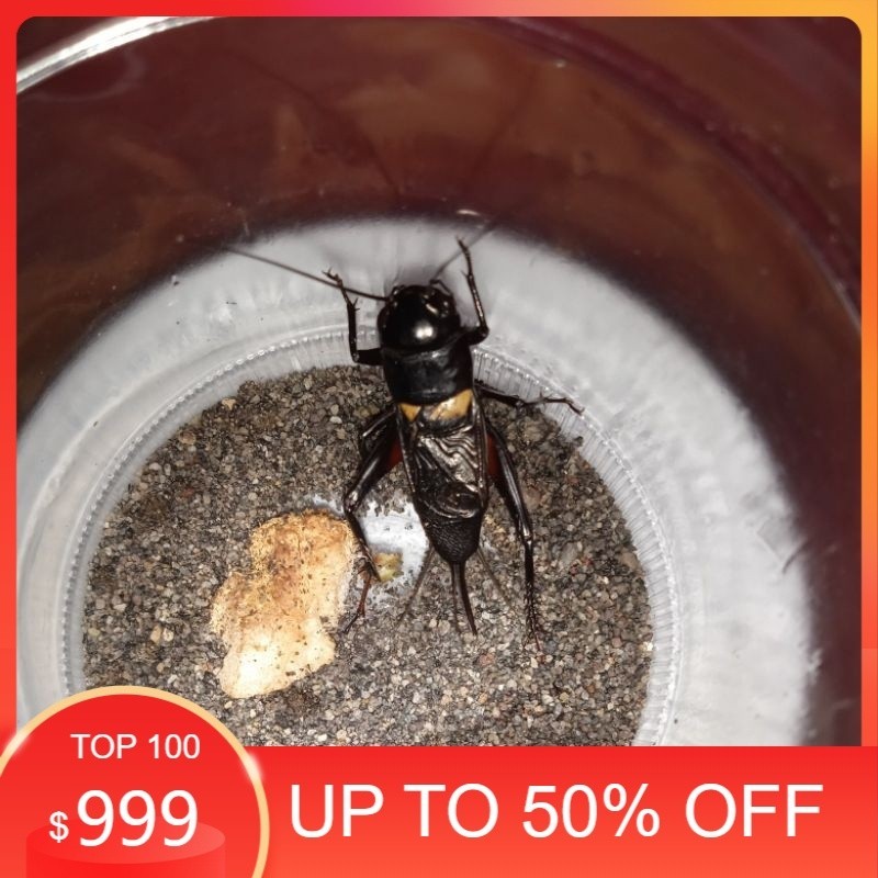 JANGKRIK ADUAN / JANGKRIK SAWAH /JANGKRIK LIAR