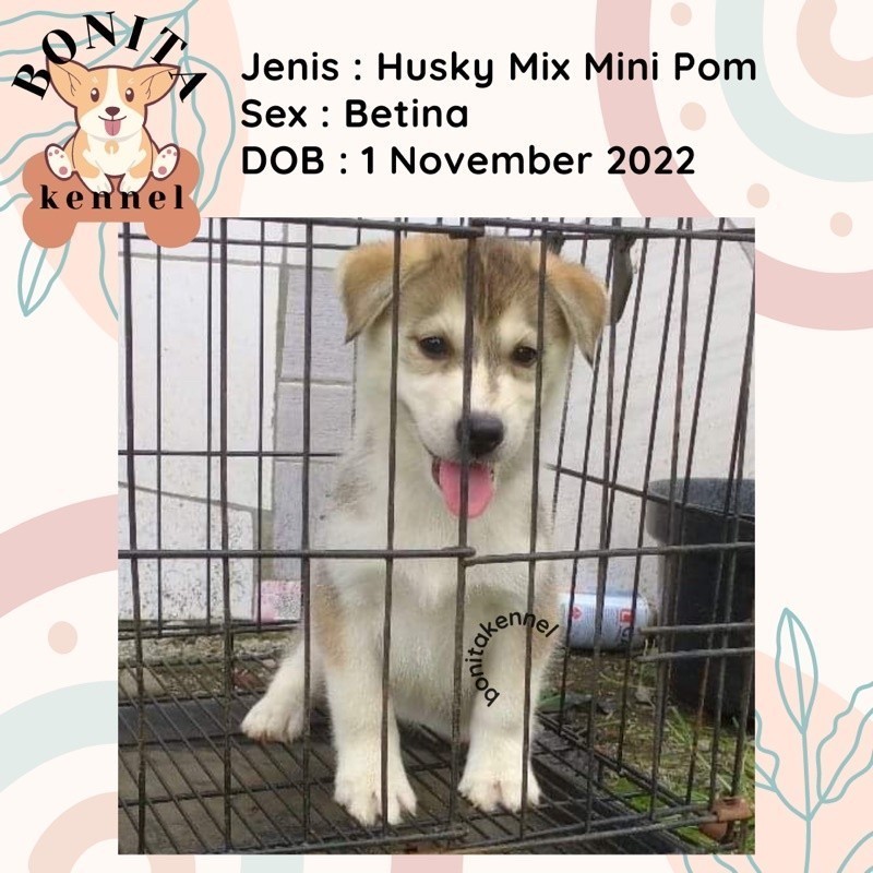 Anakan Anjing Husky Mix Mini Pom Pomsky Betina