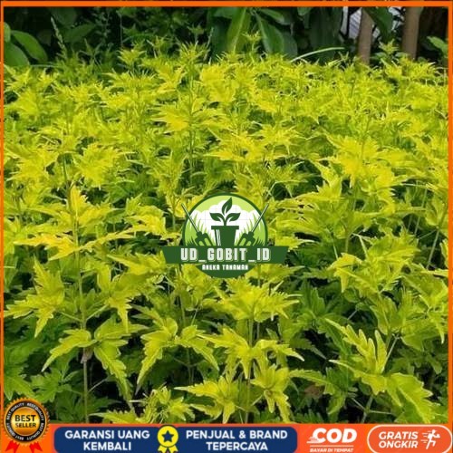 Bibit Cendana Bali Asli | Bibit Pohon Cendana Bali Wangi | Bibit Tanaman Cendana Bali Bibit Tanaman 