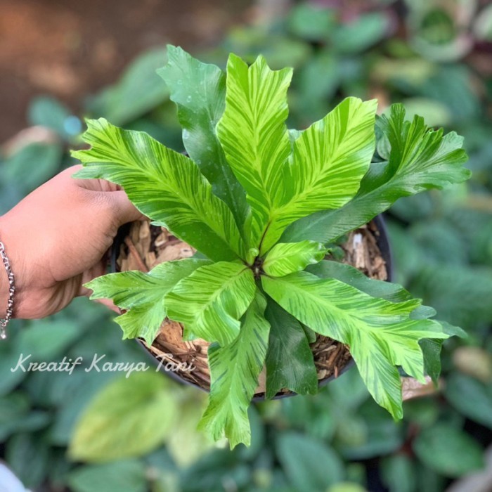 Tanaman hias kadaka varigata golden - Kadaka varigata golden