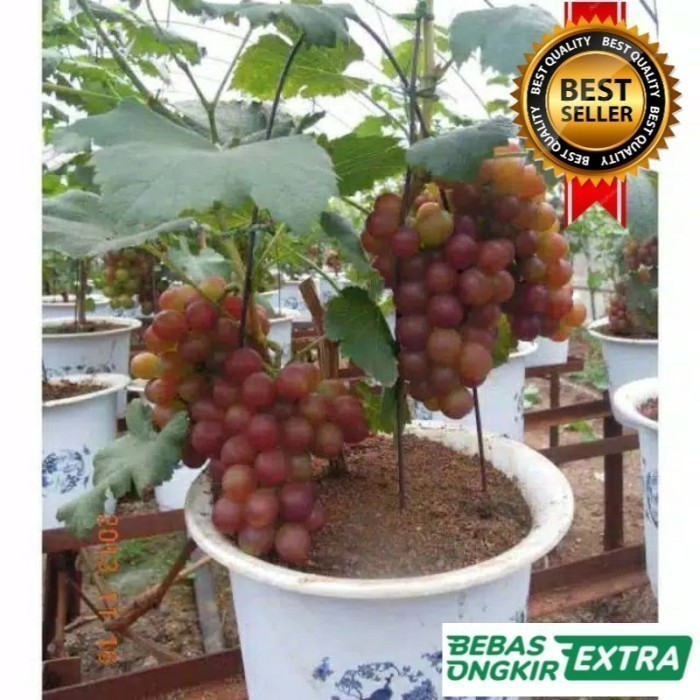 Bibit Anggur Import Caroline 100% Valid Cepat Berbuah