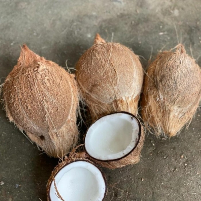 

buah kelapa tua