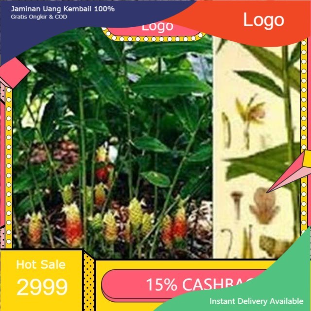 Bibit tanaman lempuyang herbal lempuyang