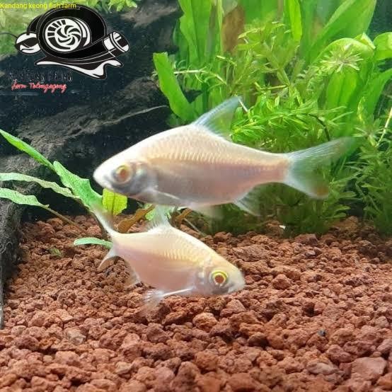 Bigsale aksesoris aquarium ikan kaviat kapiat hijau green dan albino pemanis