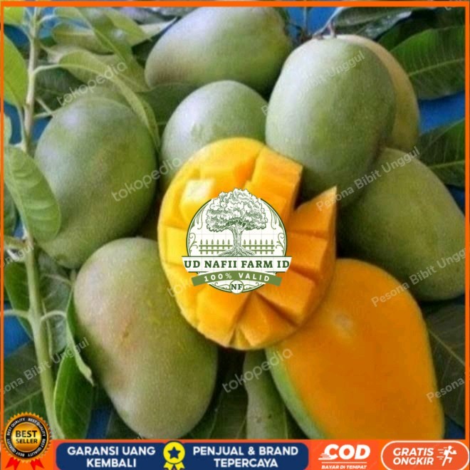 Bibit Mangga Harum Manis Probolinggo Tinggi 2 Meter Batang Besar Bibit Tanaman Super Unggul UD NAFII