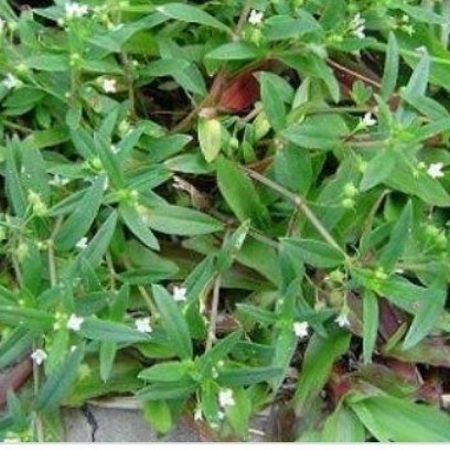 

Ready stok New rumput mutiara segar anti kanker,untuk herbal per100grm