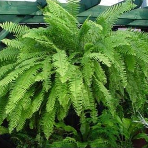 Tanaman Hias pakis kelabang persi besar rimbun