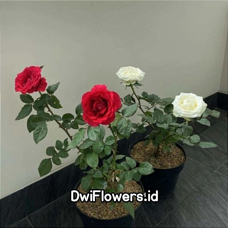 BISA COD Tanaman Hias Bunga Mawar Rimbun Varian Warna Pohon Mawar Bunga Hias Mawar Asli Tanaman Hidu