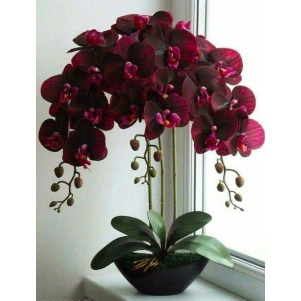 anggrek dendrobium berbunga Red maaron tanaman hidup anggrek dendrobium