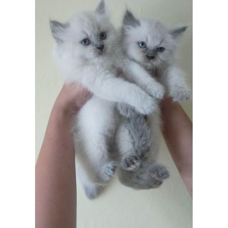 kitten persia anakan kucing