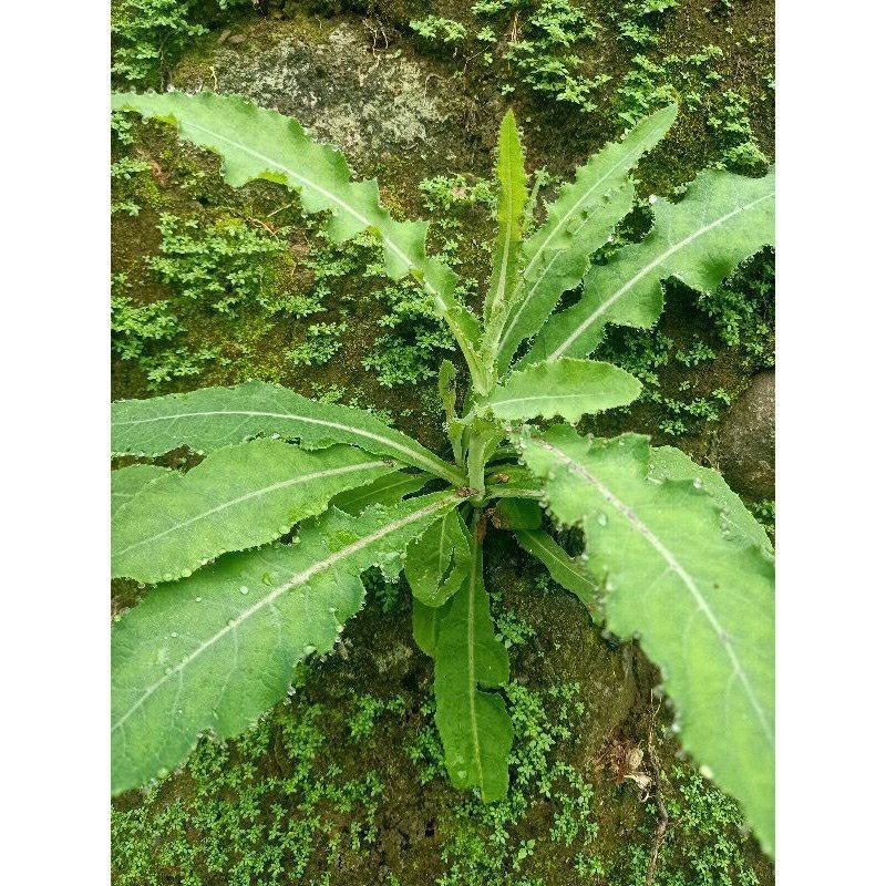 

HAFIKA Daun tempuyung segar 500 gram