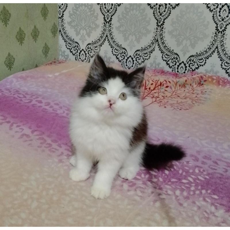 kucing persia kitten, anggora, himalaya