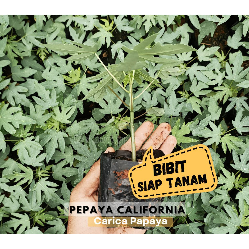 Bibit Pepaya California Siap Tanam