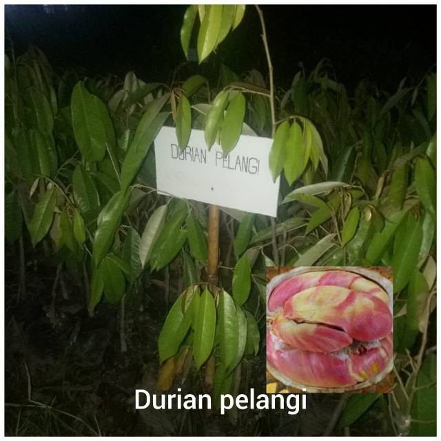 

COD Durian pelangi unggul