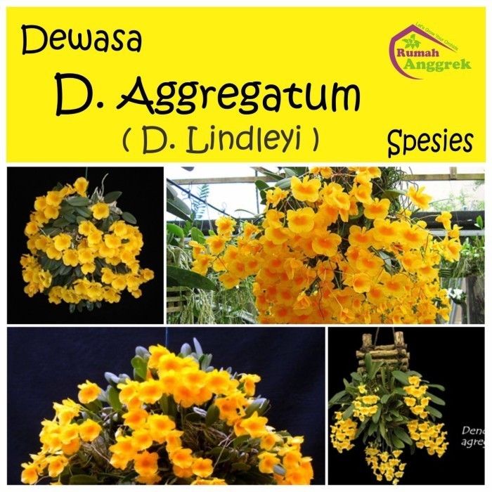 NEW Dendrobium Aggregatum dewasa spesies anggrek agregatum lindleyi kuning