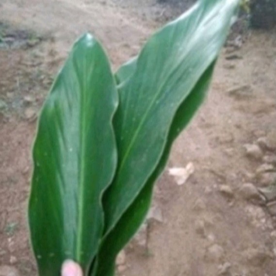 

peromo daun kapulaga segar herbal fresh 300gram